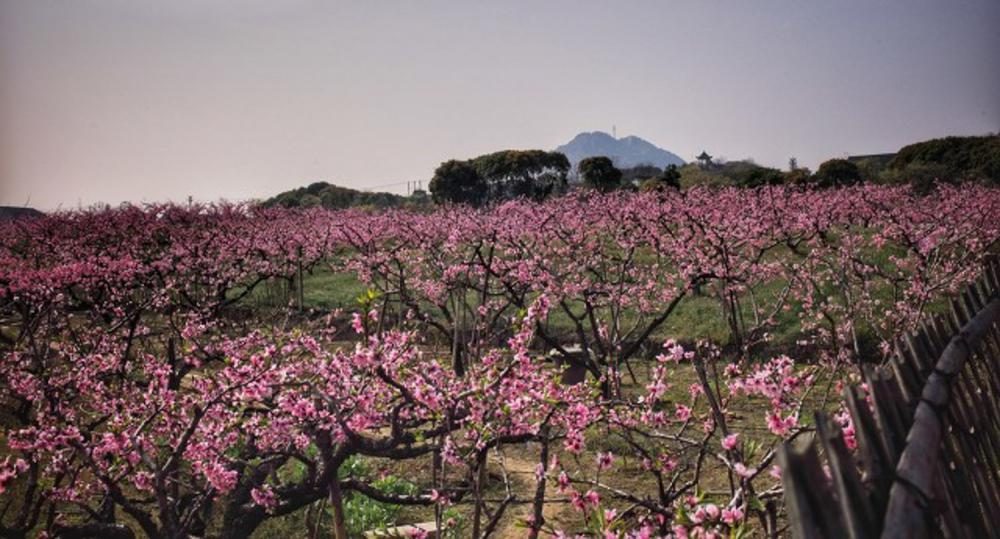 桃花盆景养护的三大要点