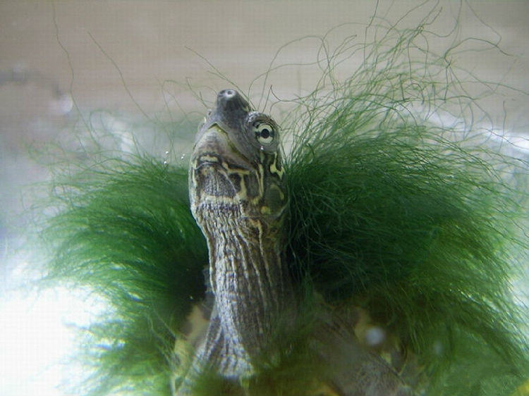 你知道什么是绿毛龟吗？