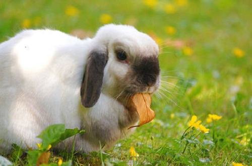 宠物兔子寿命多少年?宠物兔子寿命 宠物兔子寿命多少年?宠物兔子寿命