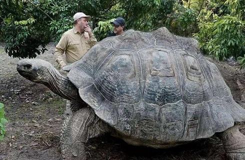 全宇宙最大的乌龟？