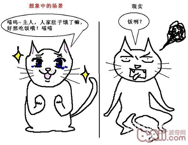 猫咪行为图解:养过猫的都懂