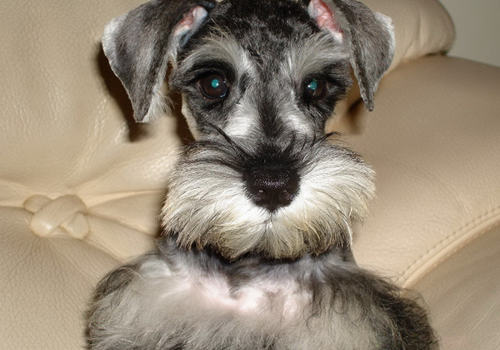 雪纳瑞的易患病有哪些 雪纳瑞的易患病有哪些