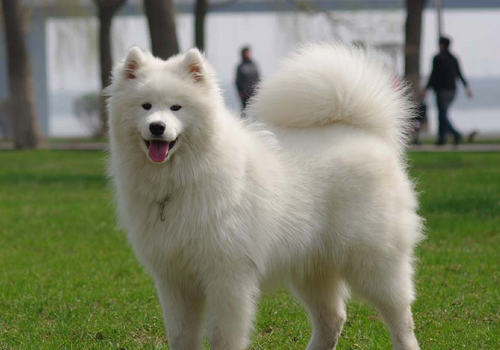 萨摩耶犬的简单训练
