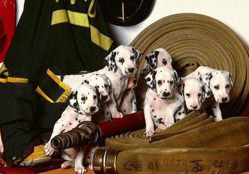 让狗狗平安度过断奶期