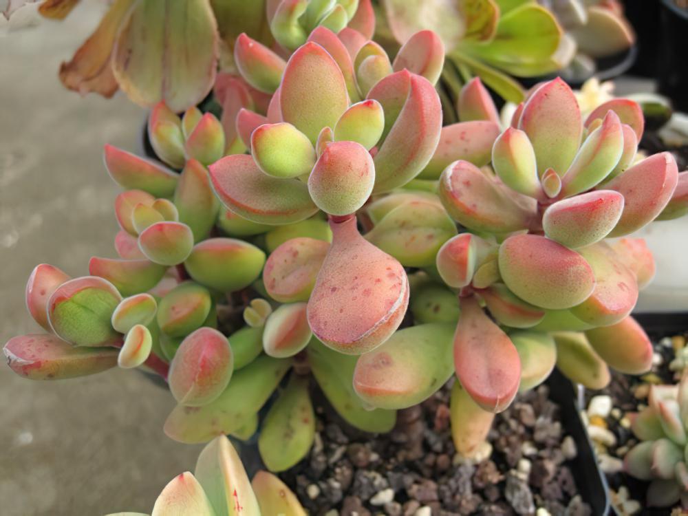 若歌诗Crassula Rogersii