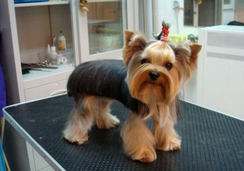 喂养小型犬要注意什么 喂养小型犬要注意什么