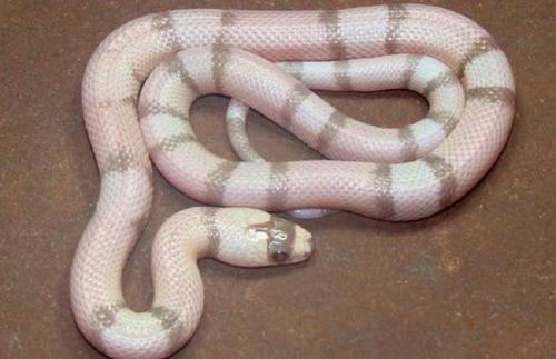 奶蛇多少钱一条？奶蛇价格