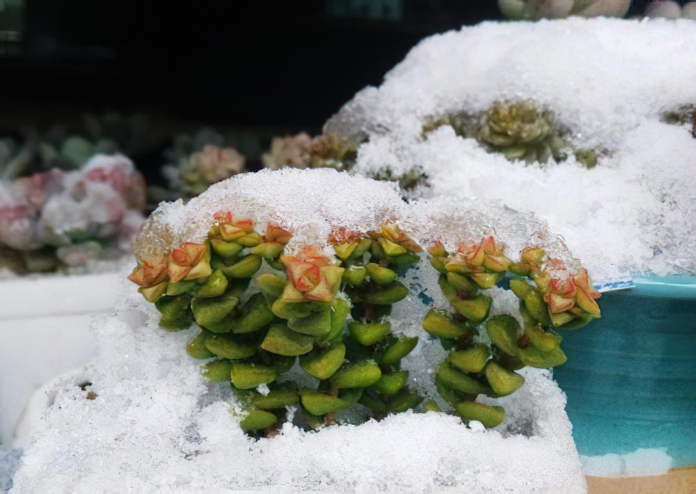 南京花友再一次证明：多肉植物越冬远你想象得要坚强