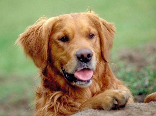 金毛犬与拉布拉多的异同点分析
