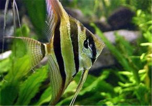 家庭饲养观赏鱼的几个注意事项 家庭饲养观赏鱼的几个注意事项