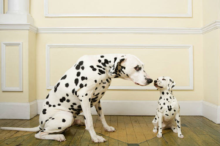 养狗家庭的装修建议 养狗家庭的装修建议