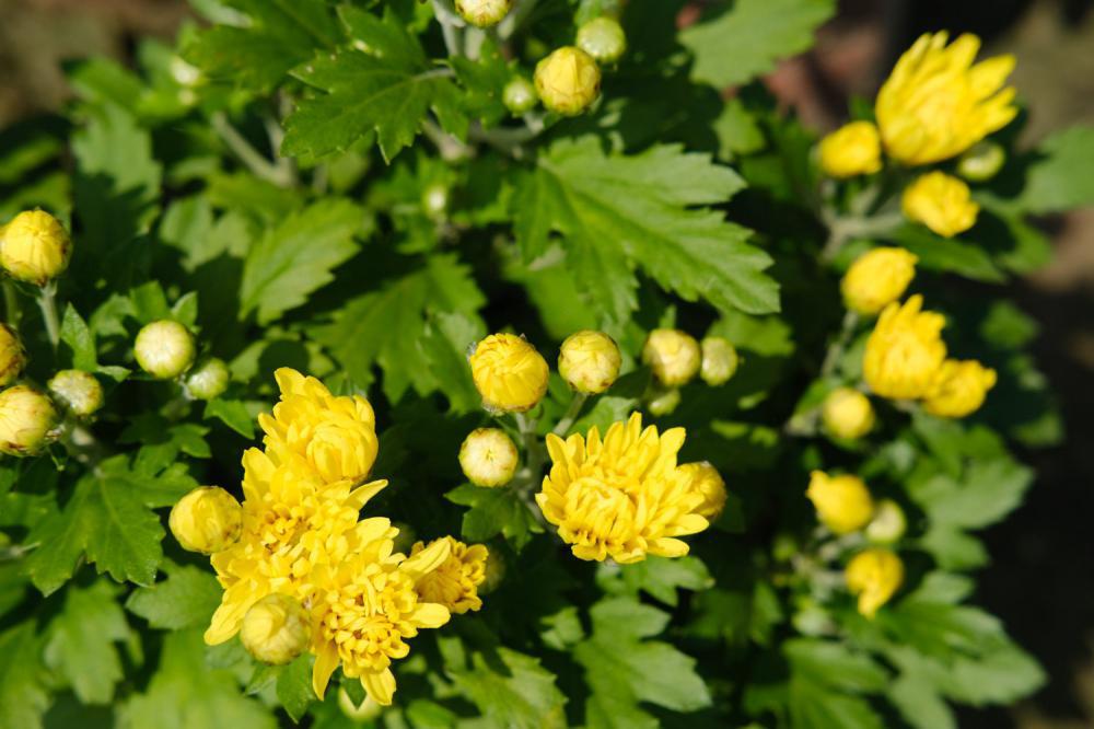 菊花好养吗