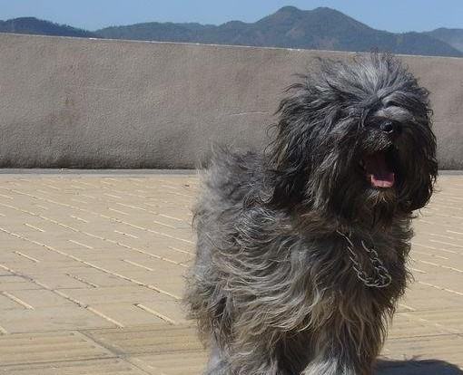 西藏梗的饲养要点