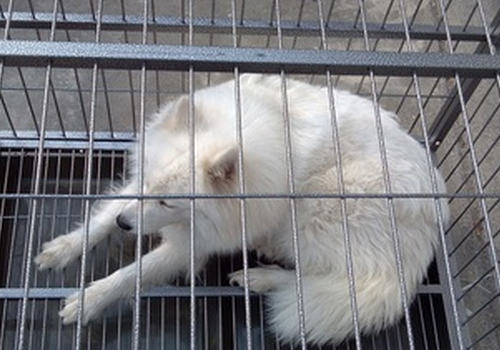 如何让狗狗在笼内排便