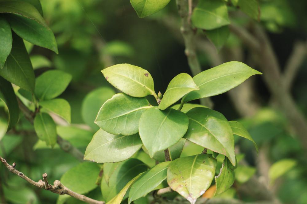 山茶花冬天养殖的禁忌