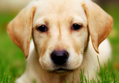 拉布拉多犬喜欢主人怎样对它