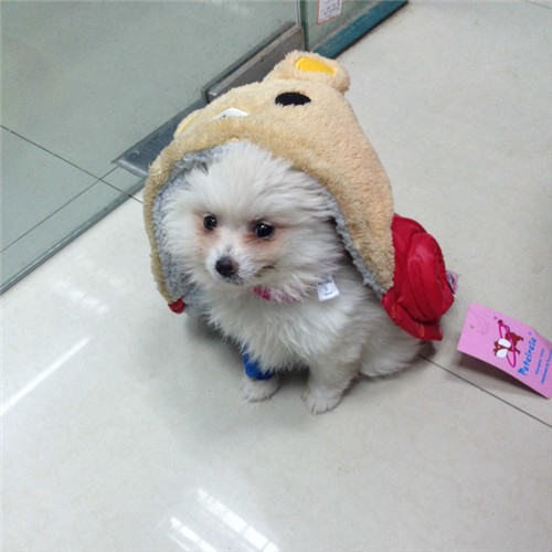 治疗细小病毒的偏方