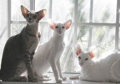 不要以毛取猫——浅谈猫咪的毛色 不要以毛取猫——浅谈猫咪的毛色