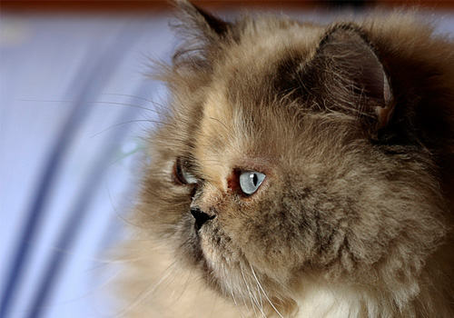 波斯猫的几个养护要点 波斯猫的几个养护要点