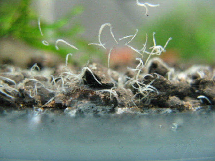 观赏鱼蛋白虫的分类及起因