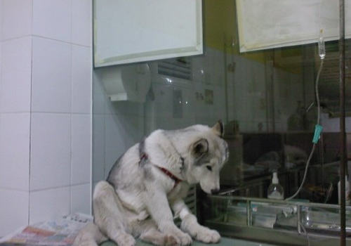 狗狗补液的方法与途径