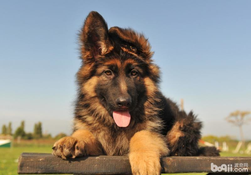 狗狗智商排名，五种智力水平堪比儿童的狗狗