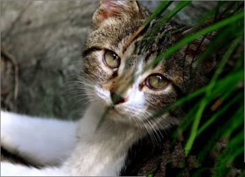 成猫与老年猫的饮食注意事项