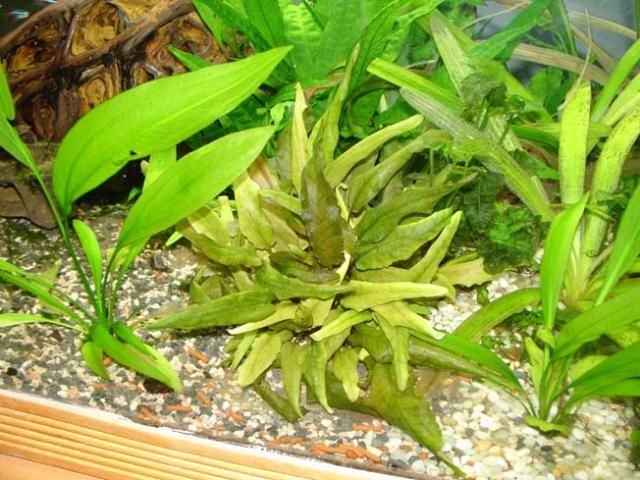 类胡萝卜素对水草的增色作用
