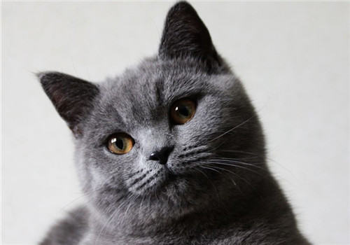 猫咪支气管肺炎的临床症状 猫咪支气管肺炎的临床症状