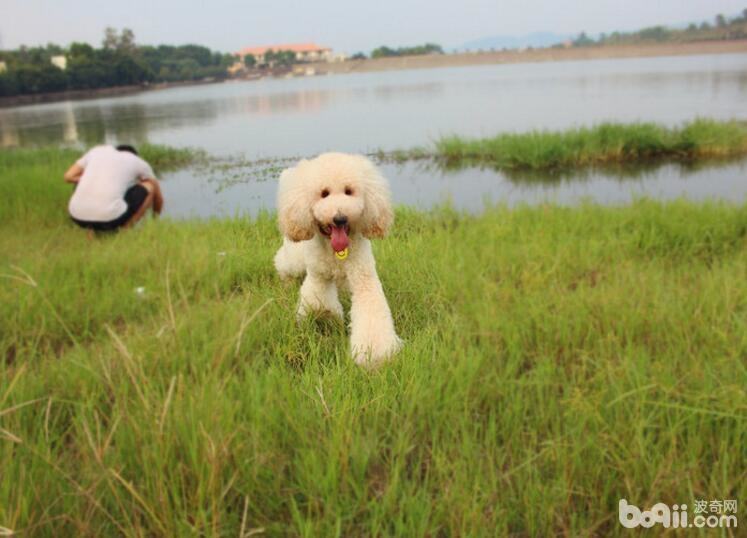 贵宾犬怎么饲养最好？贵宾犬饲养技巧