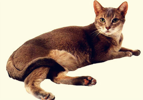 猫咪的饮食禁忌 猫咪的饮食禁忌