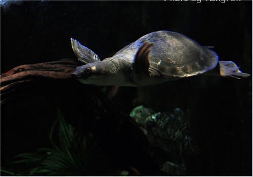 宠物龟溺水的急救措施