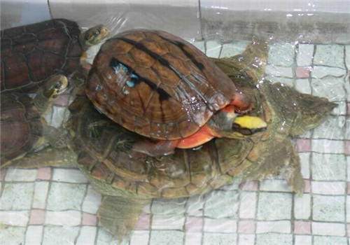浅谈水龟入门饲养