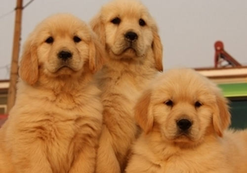 狗狗碰鼻子有哪些意义