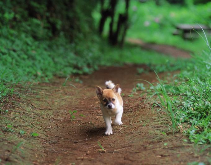 狗狗需不需要吃蔬菜,有什么益处