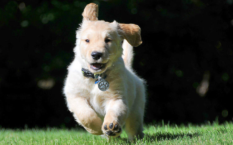 夏季如何科学喂养你的爱犬