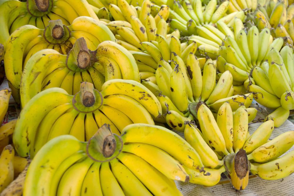 什么样的香蕉，香蕉的图片