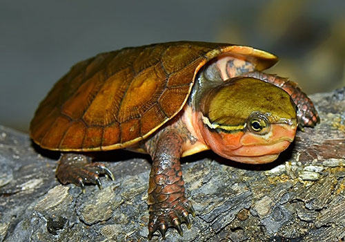 养龟切忌品相攀比与跟风