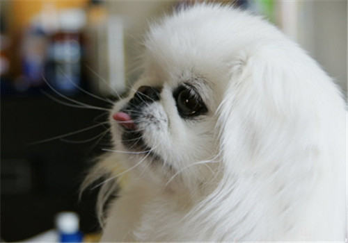 狗狗挑食习惯多数从幼犬养成