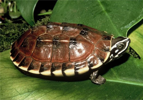 马来食螺龟的品种简介