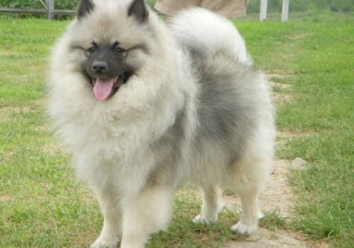 荷兰毛狮犬的被毛护理