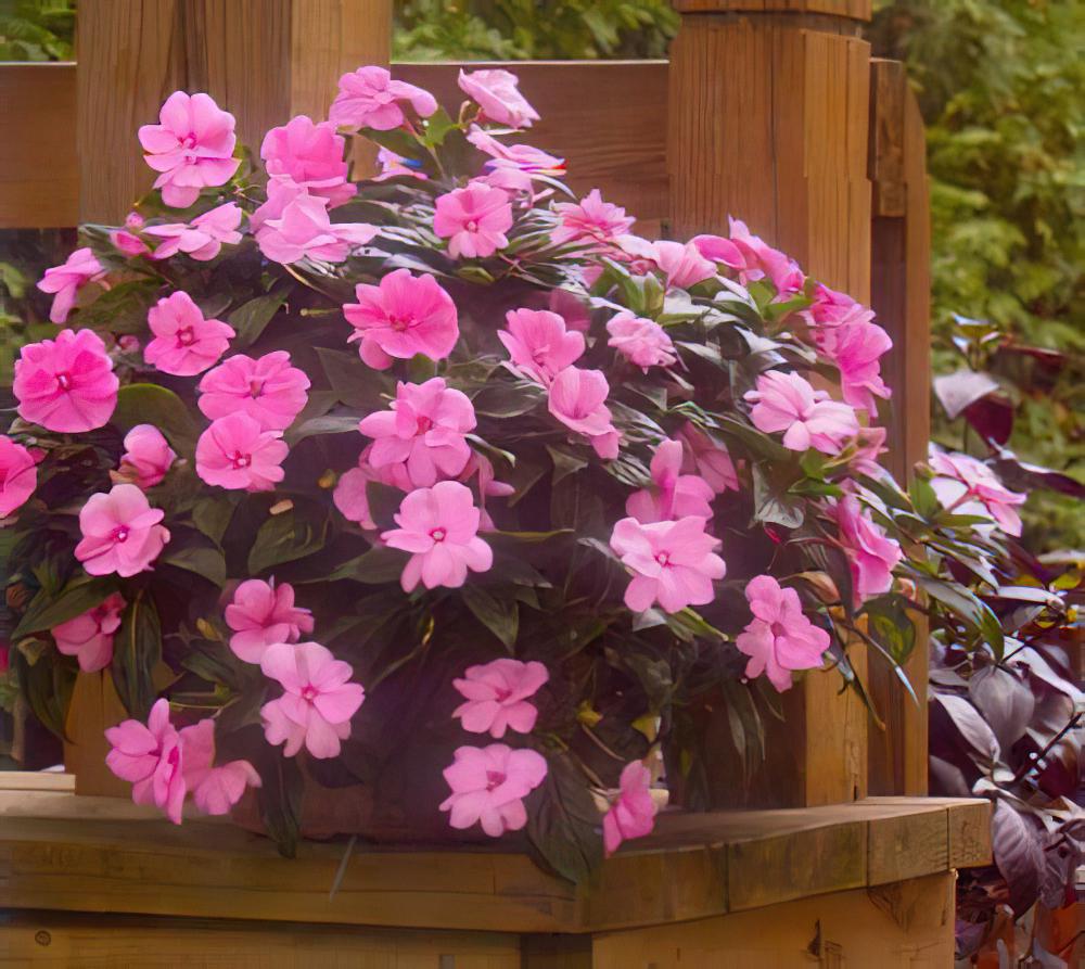 热点推荐：06泛美草花新品种——新几内亚凤仙—非凡系列