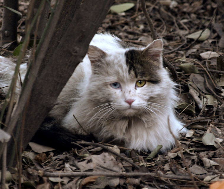 怎么对待流浪猫？
