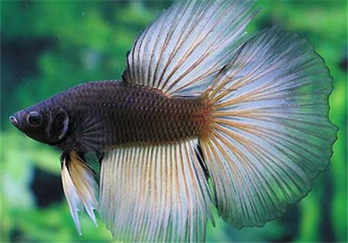 观赏鱼猫头虱病的治疗原则