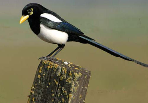 说说一些动物的冷知识