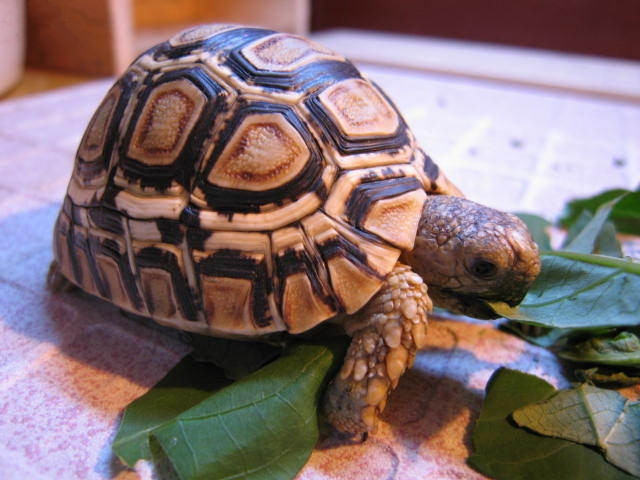 介绍关于家养龟冬眠时间