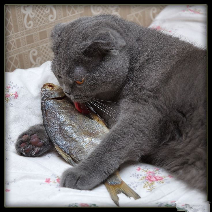 如何训练猫咪不吃蟑螂