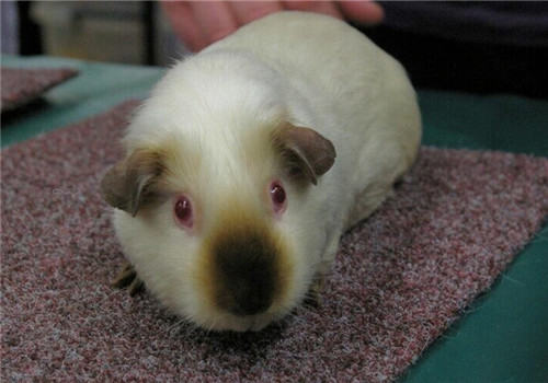 喜马拉雅天竺鼠的喂食要点