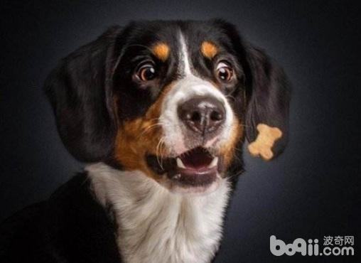 狗狗饮食搭配，狗狗饮食搭配的误区有哪些？