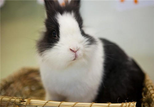 荷兰兔的环境要求及笼具设置